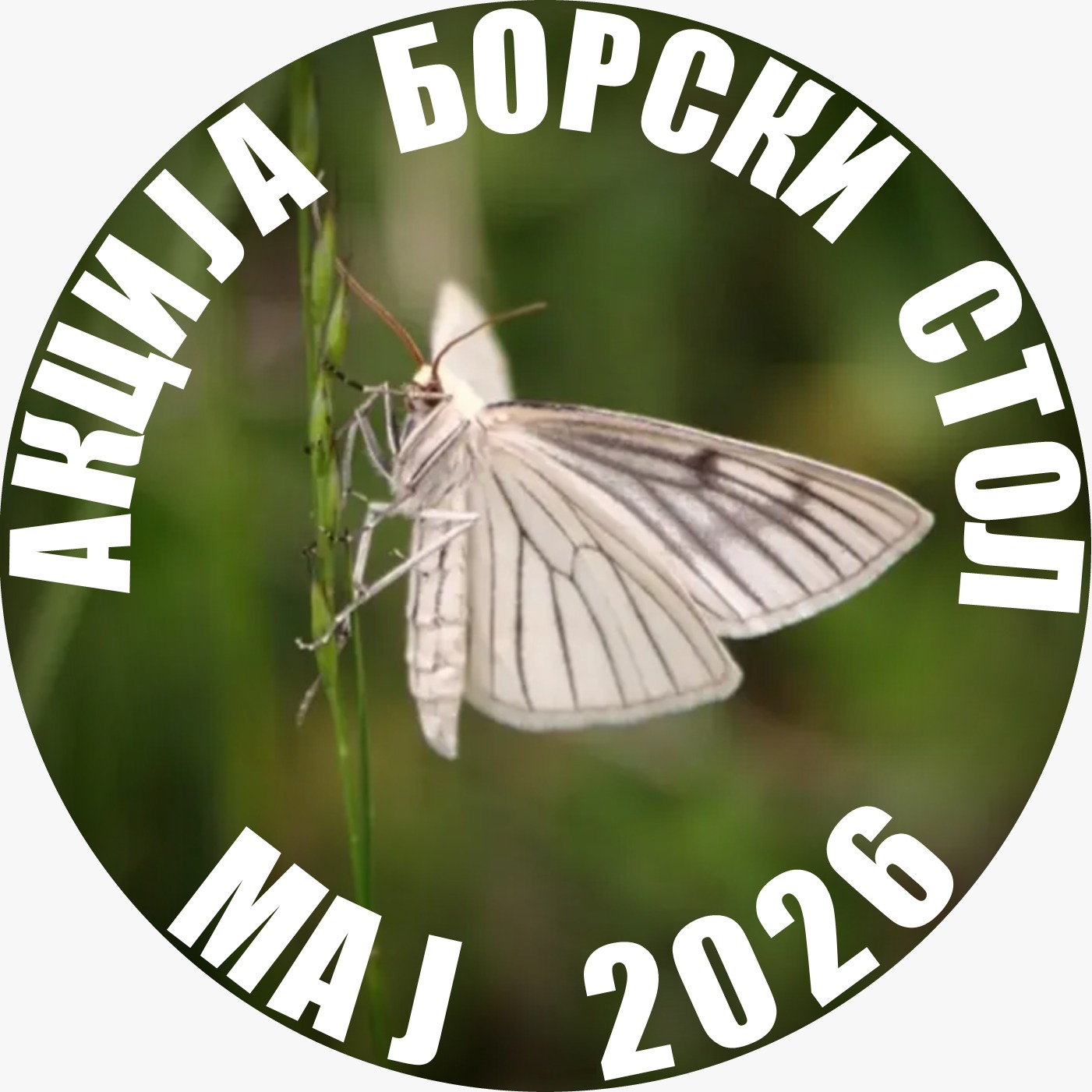 Borski Sto maj 2026