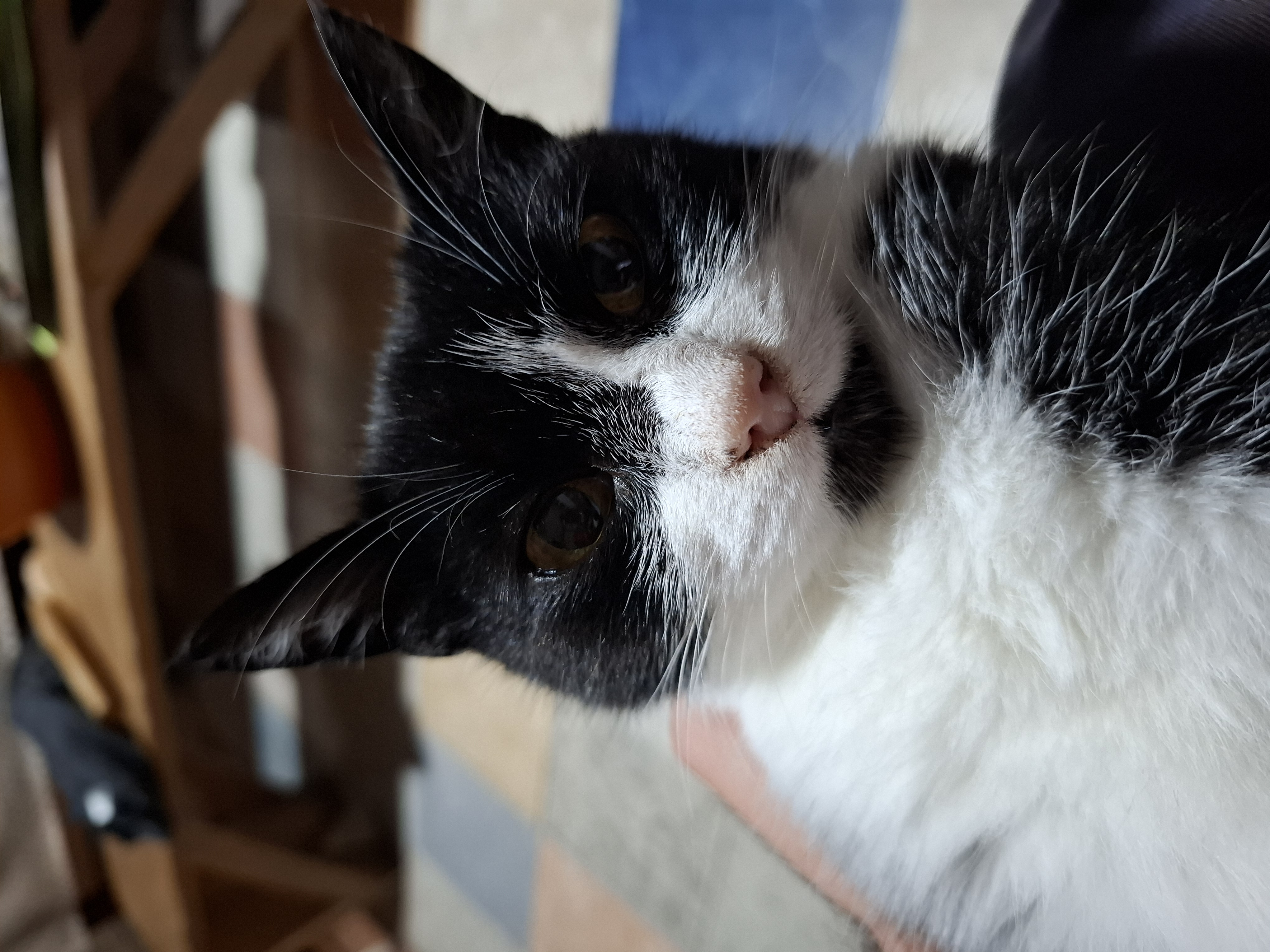 Акција Гучево - ПСУ Јастреб